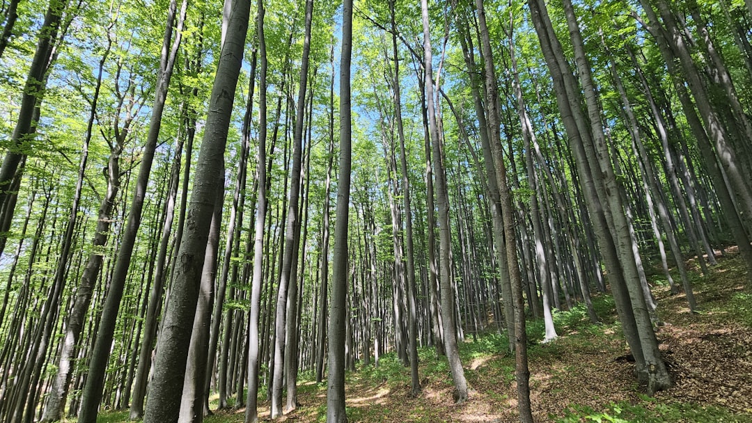 Shirakami Sanchi UNESCO Beech Forest Hiking Guide: Trails, Tips & Travel Info