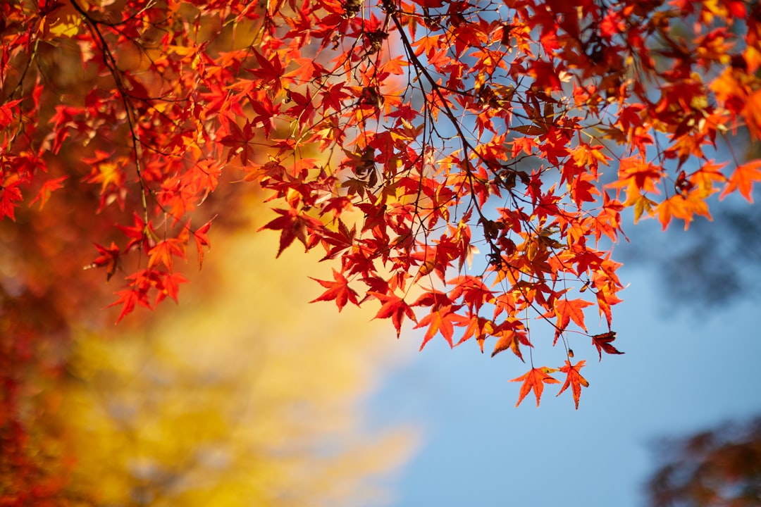 Festival Momiji Musim Gugur Jepang: Panduan Lengkap Oktober-November