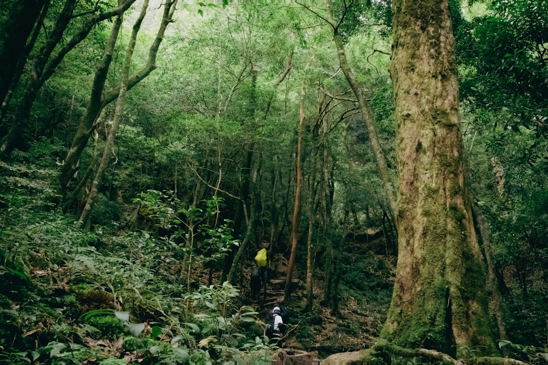 Situs Warisan Dunia UNESCO Yakushima: Menjelajahi Hutan Purba yang Memesona di Jepang