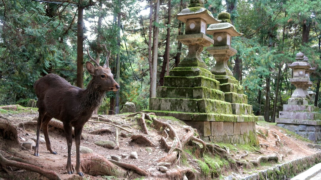Wisata Day Trip dari Osaka ke Nara: Panduan Lengkap Sehari Penuh Pesona