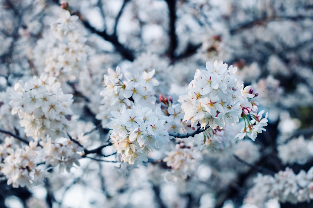 Ultimate Cherry Blossom Season Japan Itinerary: Your Complete Sakura Travel Guide 2024
