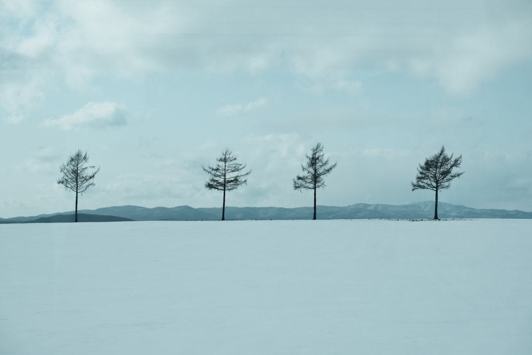 Ultimate Hokkaido Winter Travel Guide: Snow Adventures, Hot Springs, and Festivals