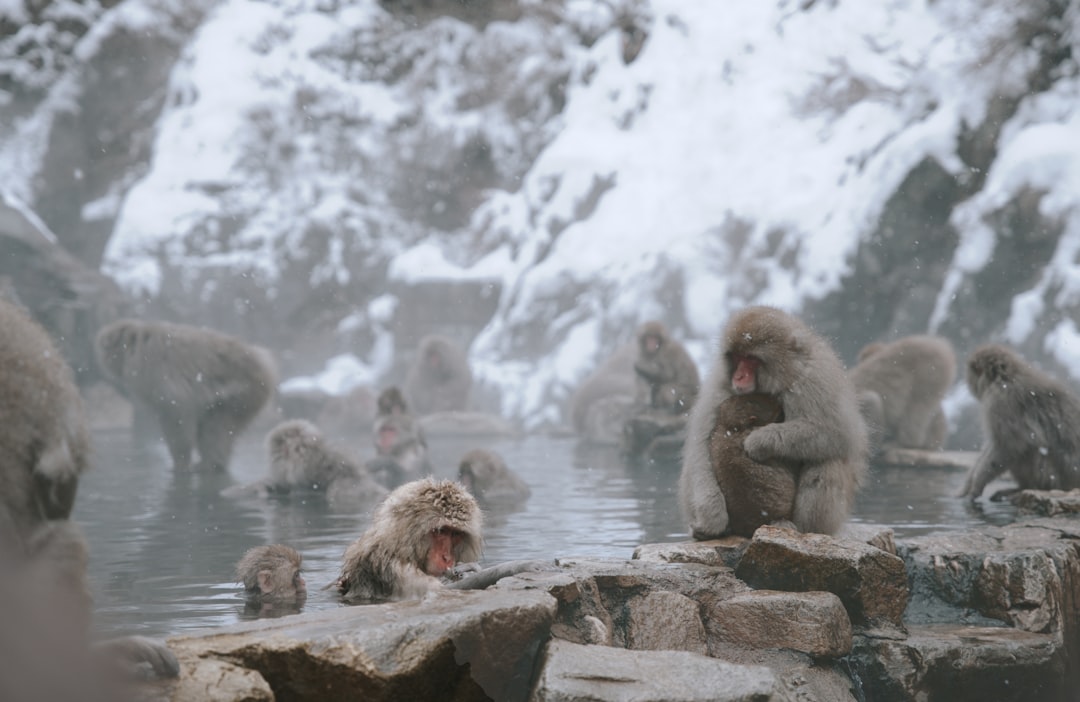 Jigokudani Monkey Park: The Ultimate Guide to Japan’s Snow Monkey Hot Springs