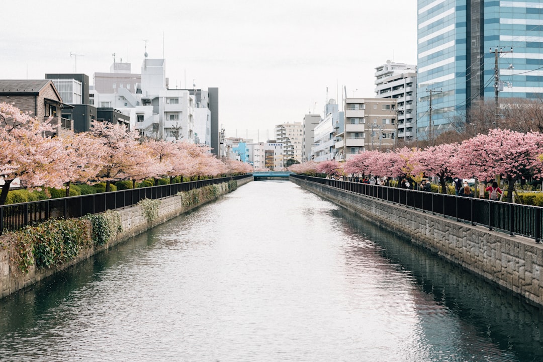 Kawazu Cherry Blossom Festival Early Viewing Guide: Japan’s First Sakura of the Season