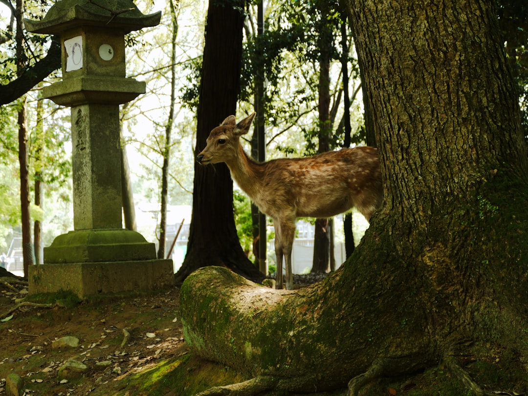 Hidden Gems of Nara Deer Park and Temples: A Local’s Guide to Nara’s Quiet Corners
