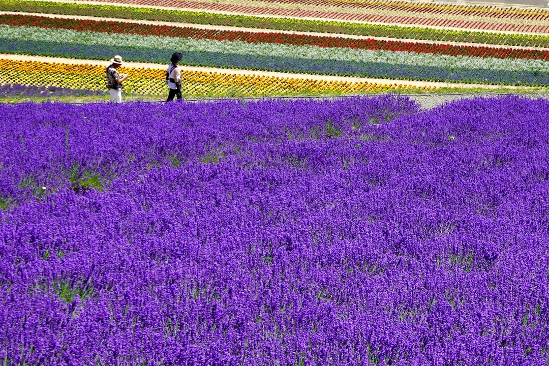 Hokkaido Lavender Farms Furano: The Complete Visiting Guide