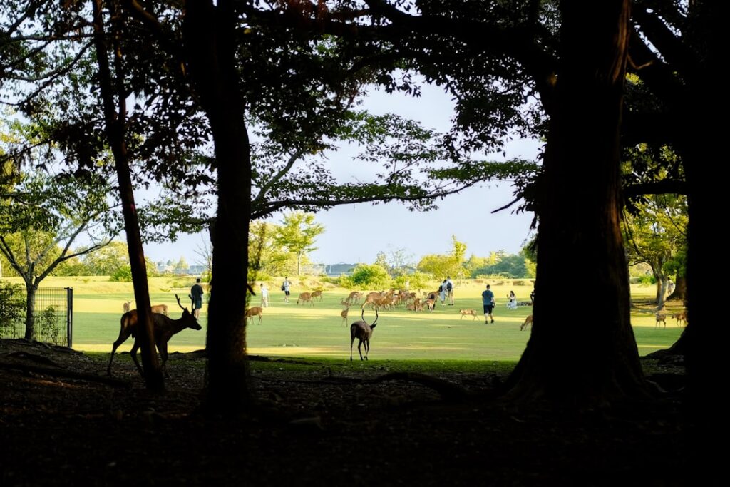 Deer grazing in a grassy field with trees