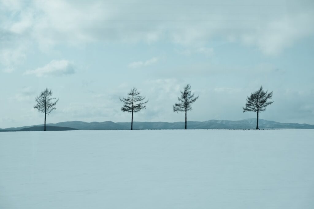 A group of trees standing in the middle of a snow covered field