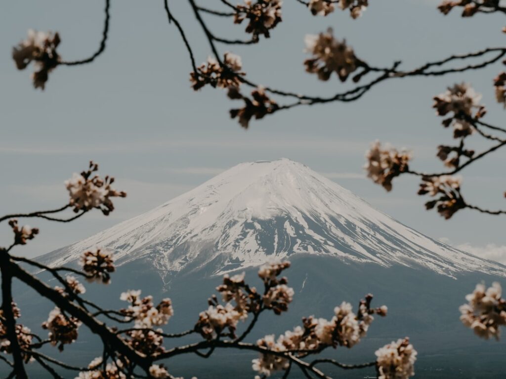 a snow covered mountain is seen through the branches of a tree